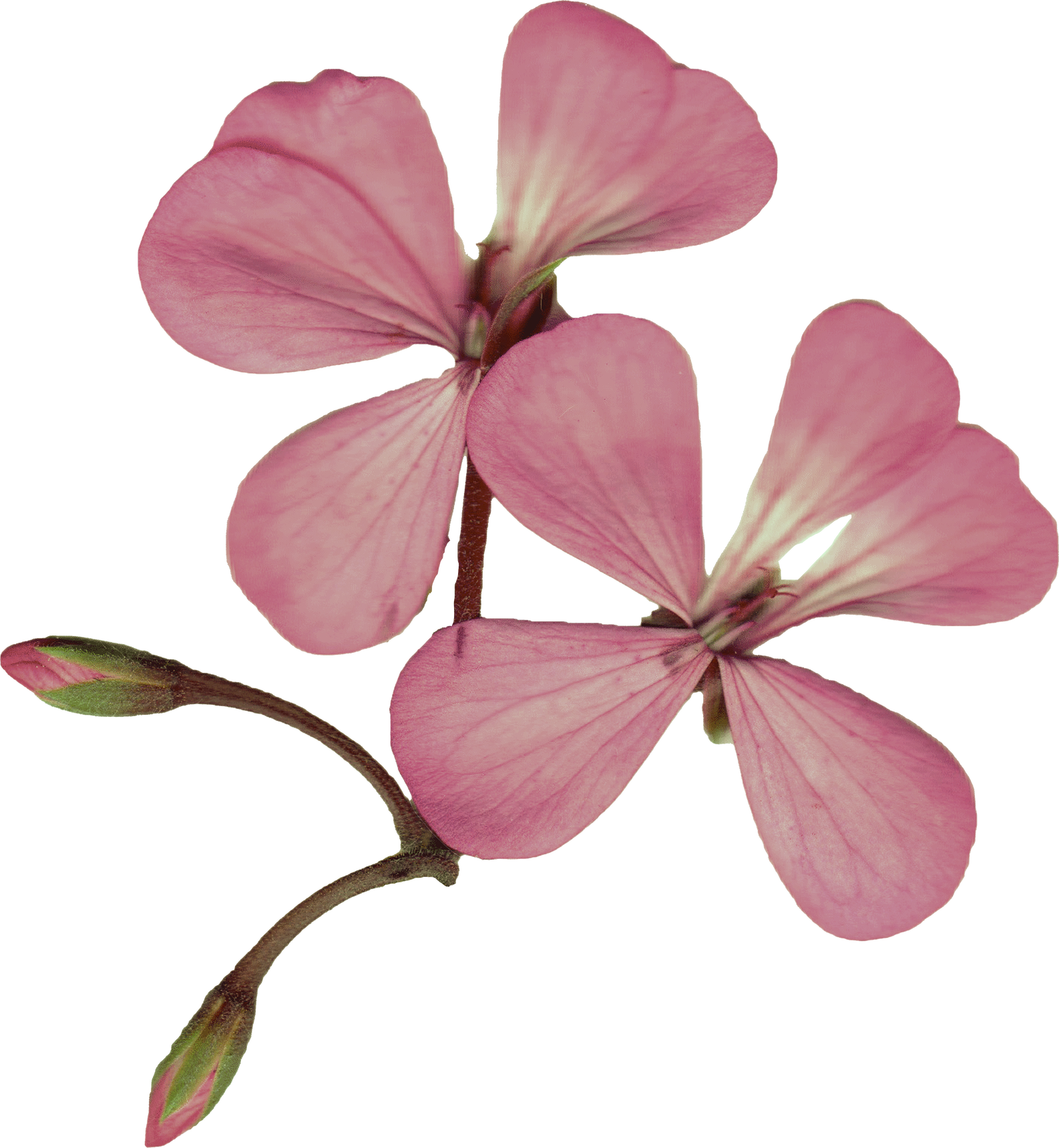 Pink flower