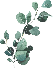 Eucalyptus silver dollar watercolor illustration
