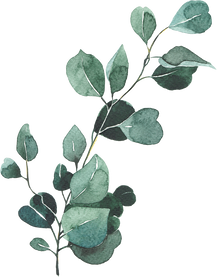 Eucalyptus silver dollar watercolor illustration