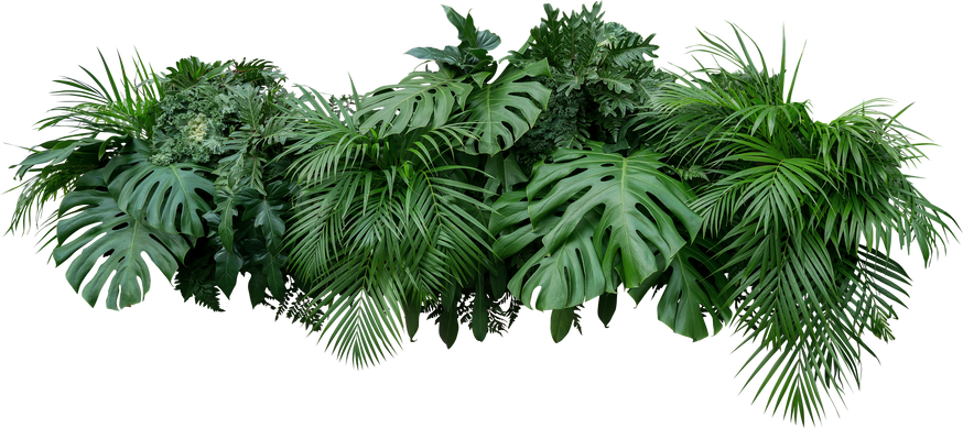 Tropical Leaves Foliage