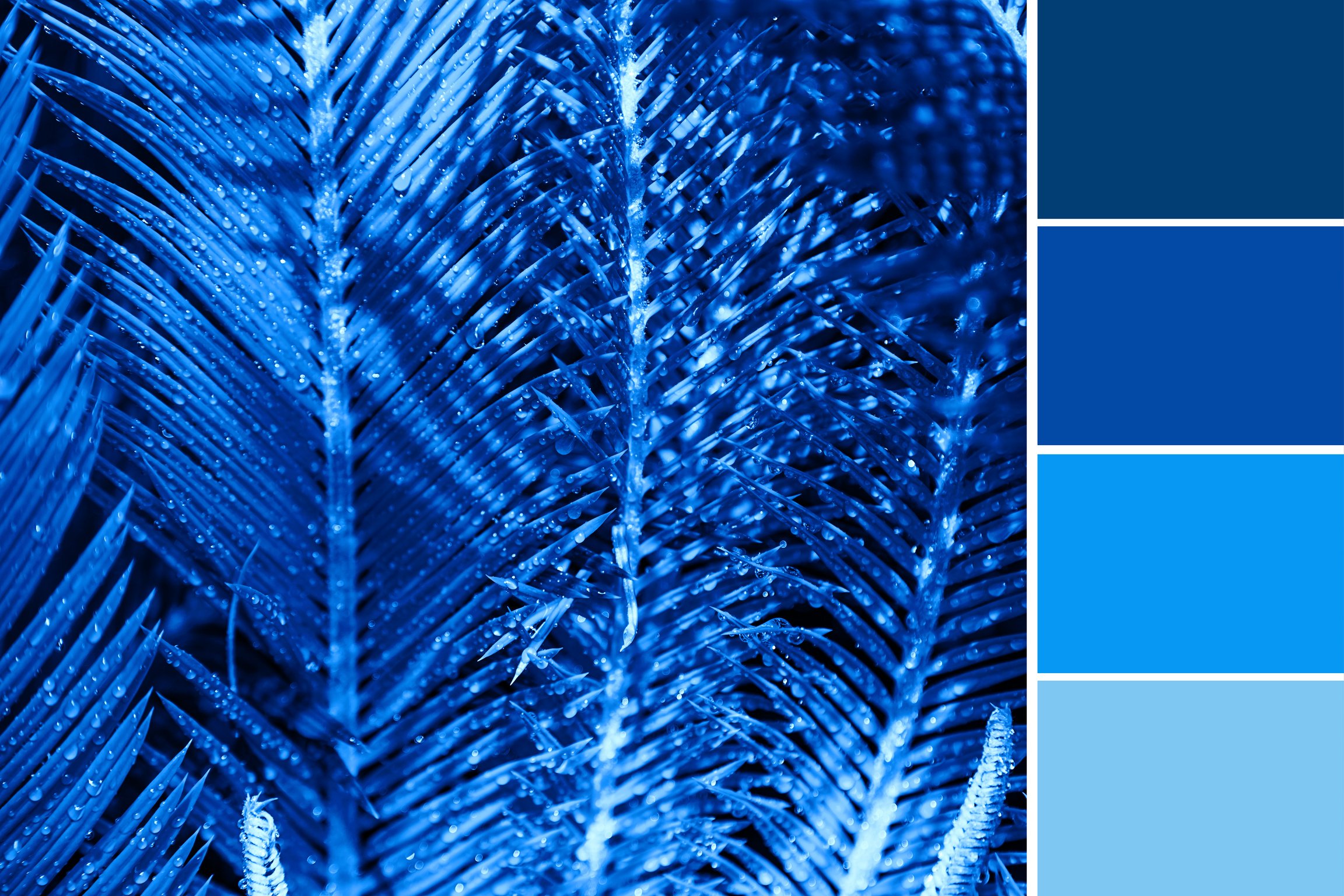 Beautiful palm leaves with blue color palette